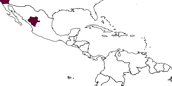 map of Chrysis venustella     Bohart, 1964